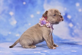 Four weeks purebred young Lilac Brindle French Bulldog puppy with healthy long nose and tail