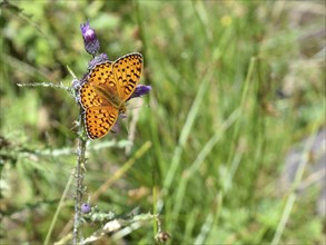 Ocellate bog fritillary (Boloria eunomia) butterfly, seen in the Niedere Tauern at an altitude of