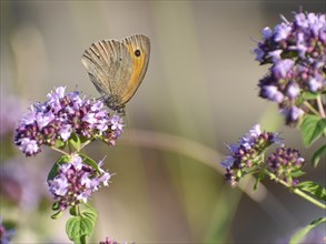 Meadow brown (Maniola jurtina) butterfly on oregano (Origanum vulgare) in the garden, Bavaria,