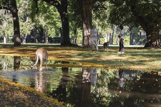 A man and a woman walking with their two greyhound dogs in a park in spring, small pool of water,