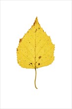 Autumn coloured leaf of a birch (Betula), tree, free-standing, Vechta, Lower Saxony, Germany,