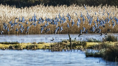 Black-tailed Godwit, Limosa limosa, birds in flight over marshes at winter