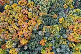 Mixed forest in autumn, colouring, aerial view, forest, autumnal, Ahlhroner Fischteiche,