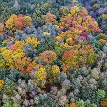 Mixed forest in autumn, colouring, aerial view, forest, autumnal, Ahlhroner Fischteiche,