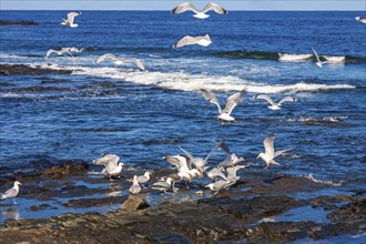 Flock of Seagulls on a rock by the seashore, Norway, Europe