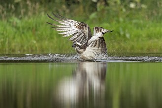 Western osprey (Pandion haliaetus) hunting, Aviemore, Scotland, Great Britain