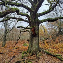 Sababurg primeval forest in autumn, nature reserve, Reinhardswald estate district, Hesse, Germany,