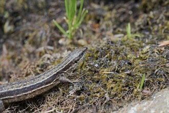 Viviparous lizard (Zootoca vivipara), Bavaria, Germany, Europe