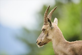 Alpine ibex (Capra ibex) female, portrait, wildlife Park Aurach near Kitzbuehl, Austria, Europe