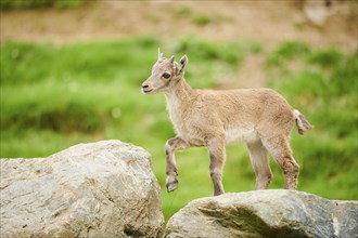 Alpine ibex (Capra ibex) youngster, running on a rock, wildlife Park Aurach near Kitzbuehl,