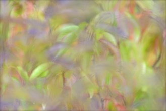 Colourful autumn leaves, wild cherry (Prunus avium), impressionistic, Moselle,