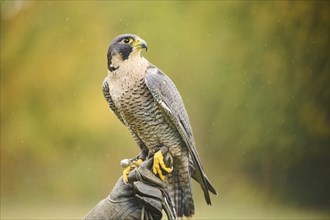 Peregrine falcon (Falco peregrinus) sitting on a hand, Bavaria, Germany, Europe