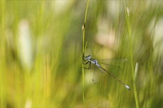 Blue-tailed damselfly (Ischnura elegans) on a stalk, Isojärvi National Park, Finland, Europe