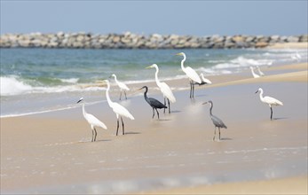 Great egret (Ardea alba, syn.: Casmerodius albus, Egretta alba) and Western reef heron (Egretta