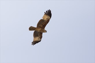 Brahminy kite (Haliastur indus) or Brahminy kite or Red-backed White-tailed eagle flying in the