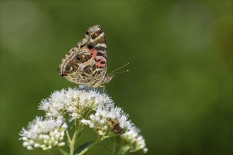 Butterfly of the species Vanessa braziliensis on wildflower Austroeupatorium inulifolium, in