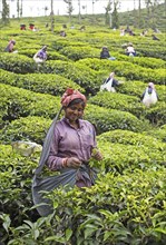 Indian tea picker on a tea plantation, Thekkady, Kerala, India, Asia