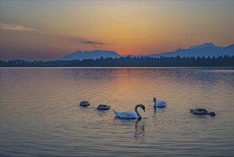 Mute swans (Cygnus olor), sunrise, Hopfensee, near Füssen, Ostallgäu, Allgäu, Upper Swabia, Swabia,