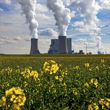 Neurath lignite-fired power station with rape field in bloom, Grevenbroich, North Rhine-Westphalia,