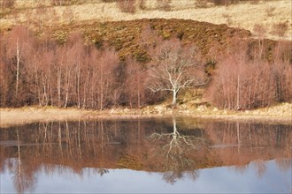 Reddish birch trees overgrown with moss are reflected in the water of a loch covered with ice