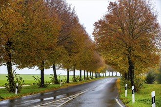 Country road, autumn, fog, rainy weather, tree avenue, wet road, leaves