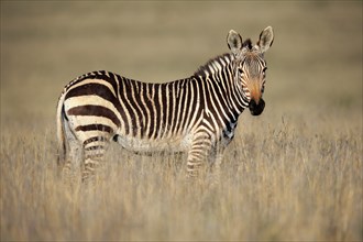 Cape Mountain Zebra (Equus zebra zebra), adult, foraging, Mountain Zebra National Park, Eastern