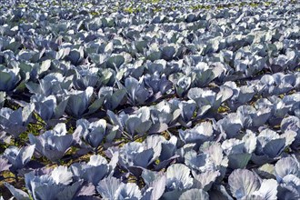 Red cabbage, red cabbage, blue cabbage, blue cabbage, winter vegetables growing in a field, Hegau,