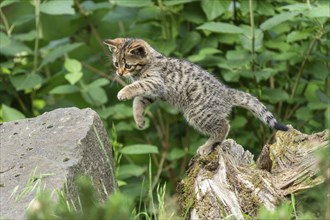 A small kitten jumping from a tree trunk in a green environment, wild cat (Felis silvestris),