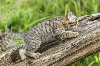 A kitten climbs on a tree trunk and explores its surroundings, wildcat (Felis silvestris), kittens,