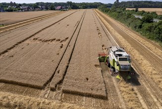 Agriculture, grain harvest, wheat, combine harvester harvesting in a wheat field, near