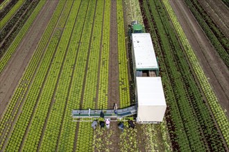 Harvesting Lollo Bianco lettuce, harvest workers cut off the lettuce heads, clean them and put them