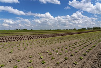 Agriculture, lettuce growing in a field, Lollo Bionda and Lollo Rossa, in long rows of plants, at