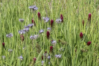 Incarnate clover (Trifolium incarnatum) and scorpion-weed (Phacelia), Emsland, Lower Saxony,