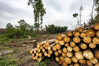 Forest dieback in the Arnsberg Forest nature park Park, over 70 per cent of the spruce trees are