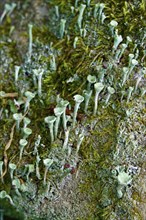 Cup lichen (Cladonia fimbriata), July, Saxony, Germany, Europe