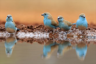 Blue-winged Oriole (Uraeginthus angolensis), Angola Butterfly Finch, adult, at the water, group,