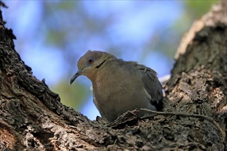 White-winged dove (Zenaida asiatica), adult, sitting on tree, Sonoran Desert, Arizona, North