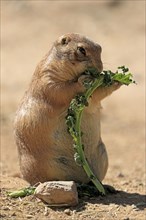 Black-tailed prairie dog (Cynomys ludovicianus), adult, feeding, standing upright, Sonoran Desert,