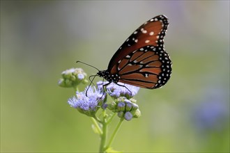 Monarch butterfly (Danaus plexippus), adult, on flower, foraging, Sonora Desert, Arizona, North