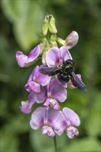 Violet carpenter bee (Xylocopa violacea) on broad-leaved pea (Lathyrus latifolius),