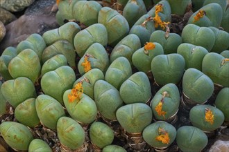 (Conophytum bilobum) Living stone, noonday flower, South Africa, Africa