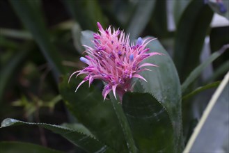 Banded silver vase (Aechmea fasciata), Brazil, South America