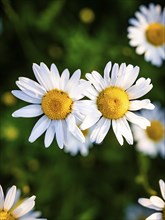 Close-up of two daisy flowers in front of a blurred green background, Black Forest, Gechingen,