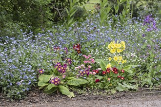 Flower bed with primroses (Primula) and forget-me-nots (Myosotis sylvestris), Thuringia, Germany,