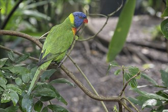 Rainbow lorikeet (Trichoglossus moluccanus), Emmen Zoo, Netherlands