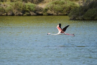 Greater flamingo (Phoenicopterus roseus) starts flying over the water, France, Europe