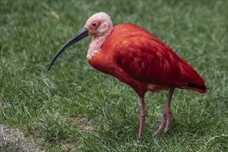 Scarlet ibises (Eudocimus ruber), Walsrode Bird Park, Lower Saxony, Germany, Europe