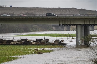 Herd of cattle crowded by the flood on the Ruhr, after days of heavy rainfall the Ruhr is flooding,