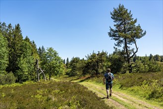 Niedersfelder Bergheide, high heath, Neuer Hagen nature reserve, landscape on the Langenberg, near