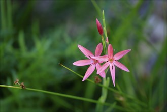 River lily (Hesperantha coccinea), flowering, blooming, at a pond, Elllerstadt, Germany, Europe